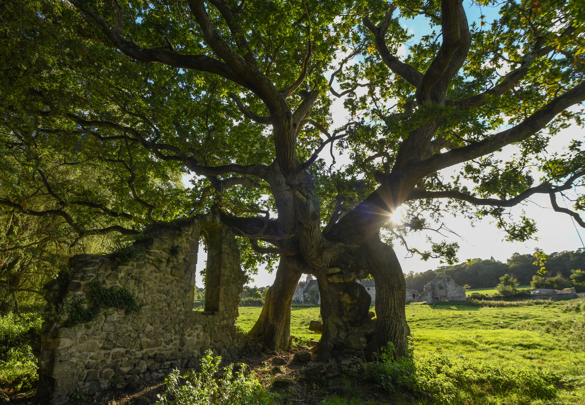 Quarr Abbey Oak 